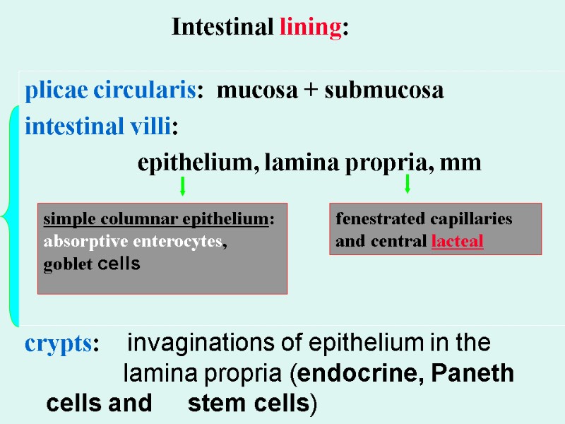 Intestinal lining:  plicae circularis:  mucosa + submucosa   intestinal villi: 